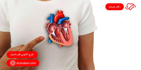  آناتومی قلب انسان